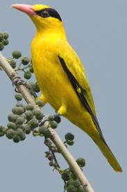 Katta Dik va kop cuma Qishloq porno video tomosha